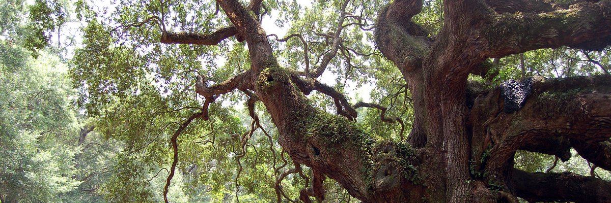 Lowcountry live oaks and historic Charleston landscapes