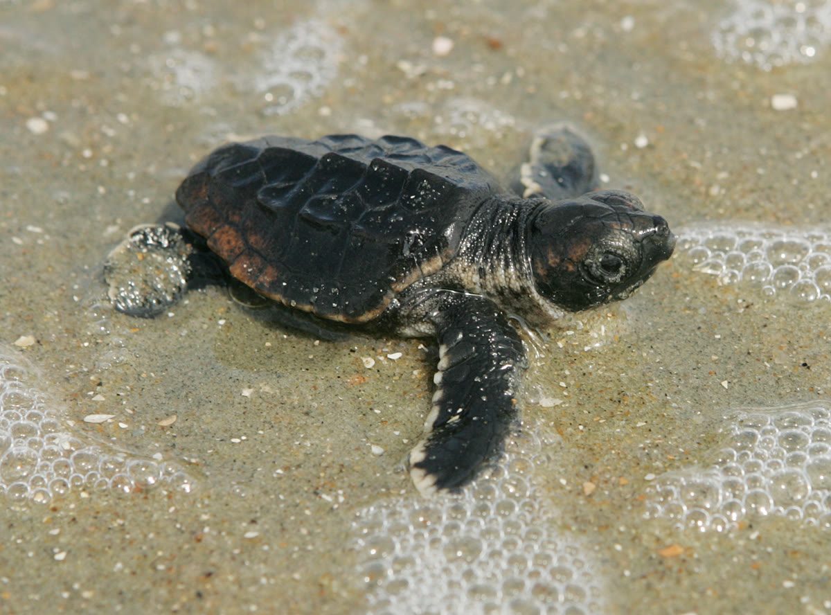 Loggerhead sea turtle hatchling crawling toward the surf on a South Carolina beach