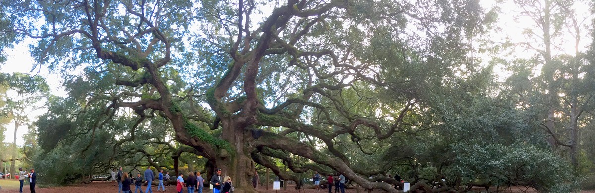 The Angel Oak on Johns Island, Charleston SC — sprawling live-oak canopy the 2007 Community Plan tried to protect
