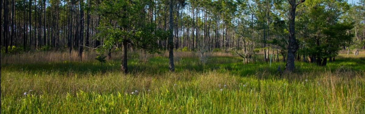 Francis Marion wetland and pine treeline outside Charleston where high water tables decide septic deals