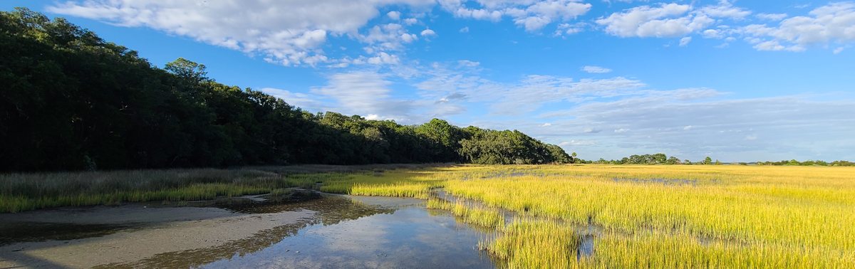 Undeveloped land in the South Carolina Lowcountry